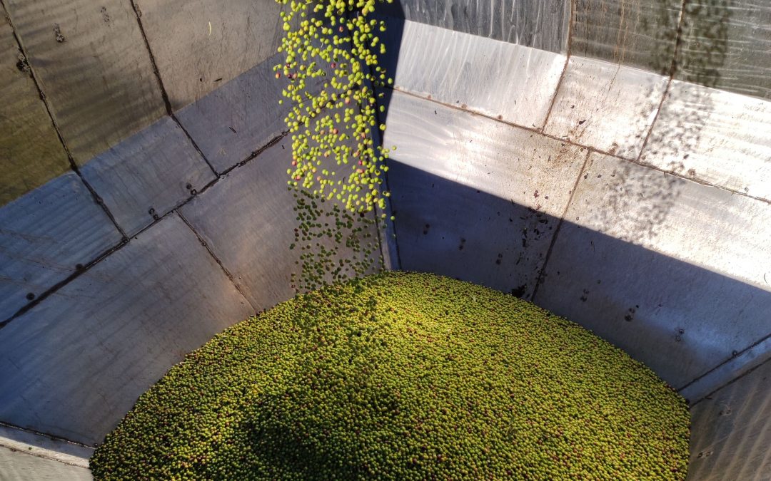 Caída de olivas dentro de una prensa de aceite de oliva virgen extra