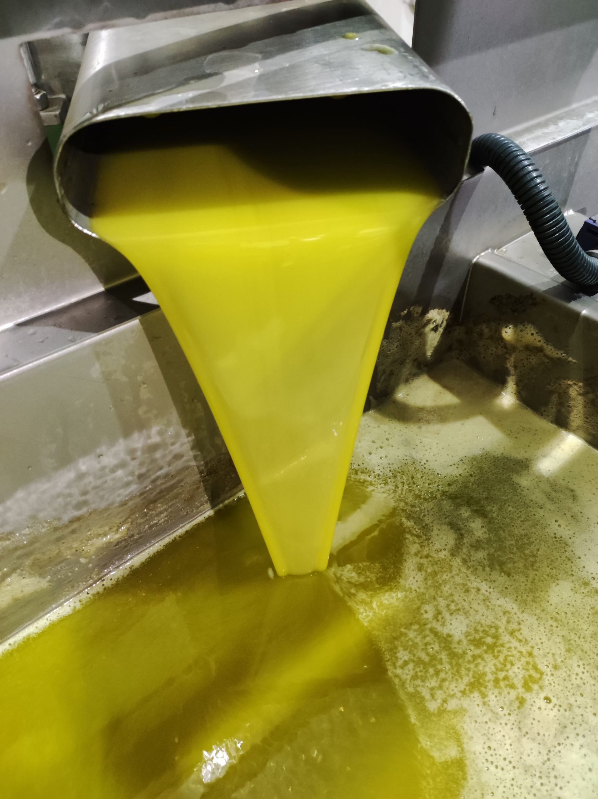 Decantación del aceite de oliva virgen extra Clemen