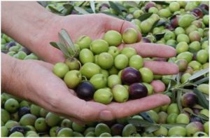 manos cogiendo aceitunas de oliva