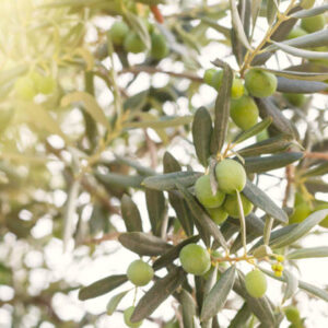 Rama de olivo de extremadura