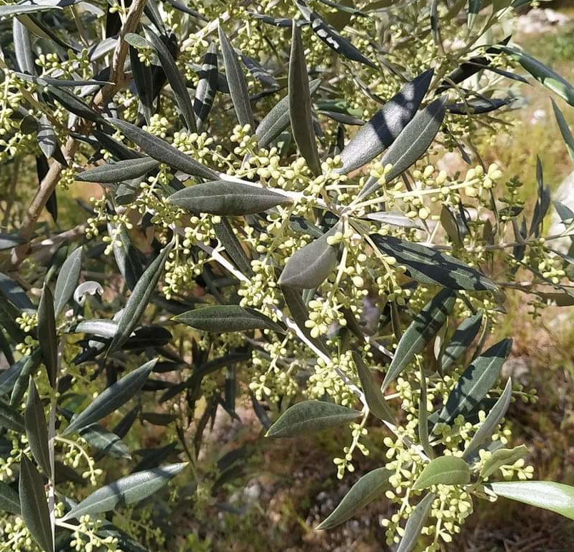 Flores de olivo